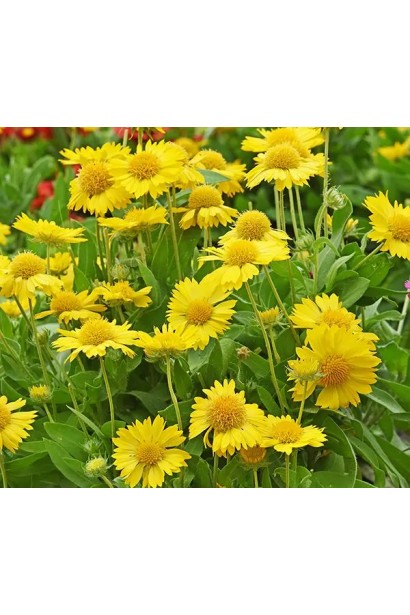 Кущ гайлардії з абрикосовими квітками